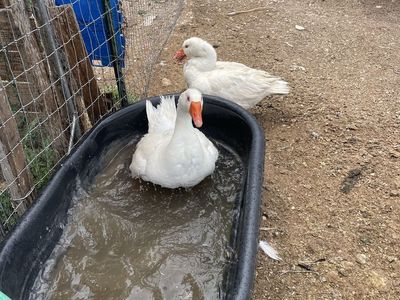 GEESE AND CHICKENS!