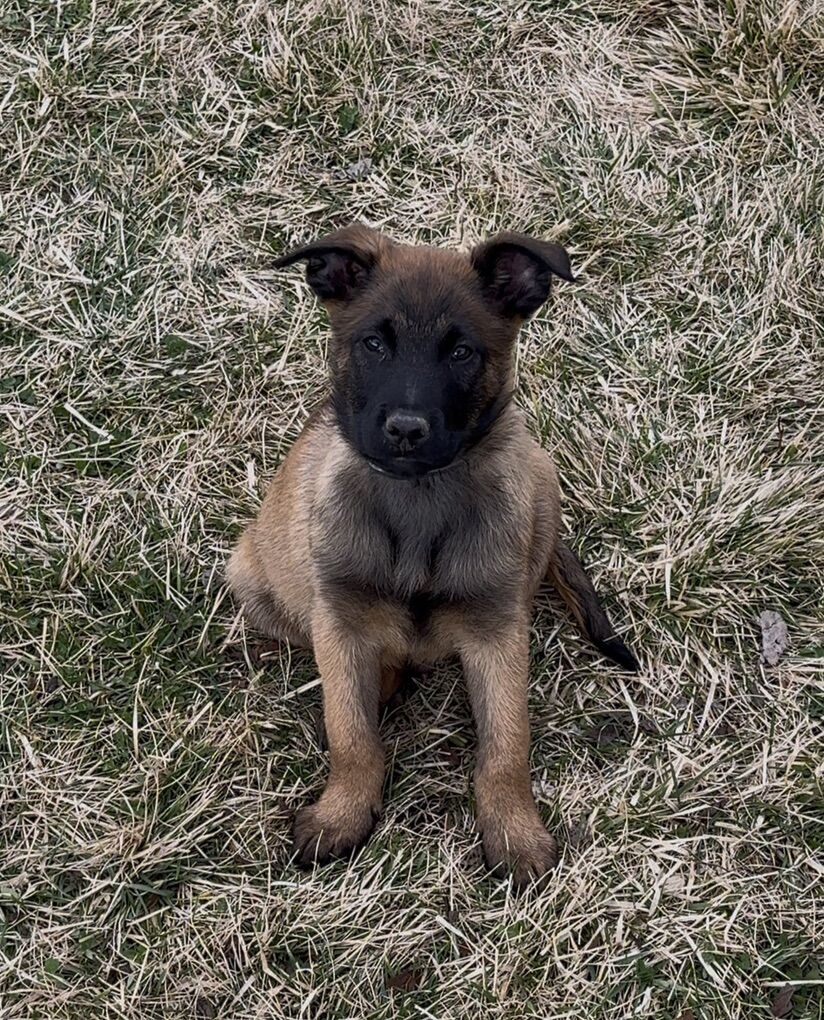 AKC Belgian Malinois