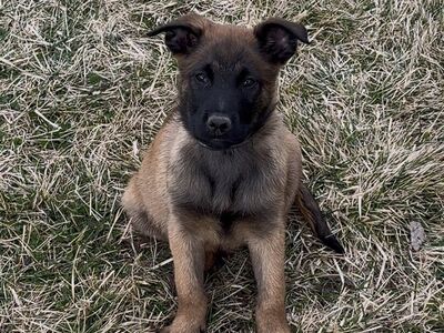AKC Belgian Malinois