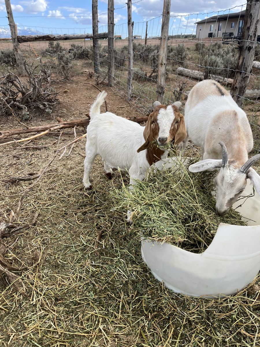 Boer Billy