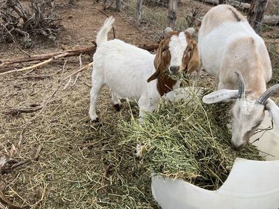 Boer Billy