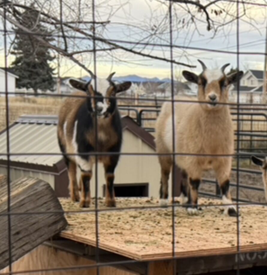 Two Nigerian Dwarf Doe's