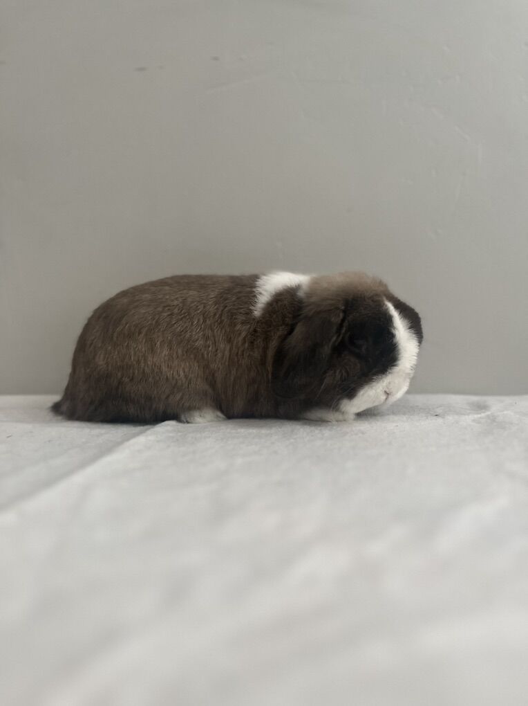 Holland Lop Buck