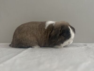 Holland Lop Buck