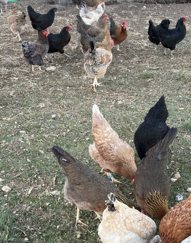 laying hens