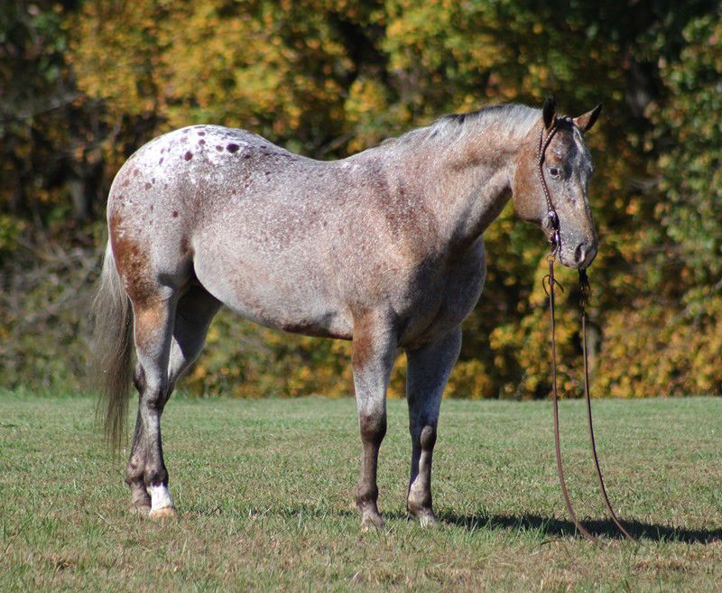 Red Roan Appaloosa Gelding