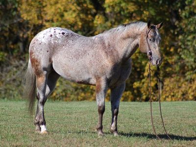 Red Roan Appaloosa Gelding