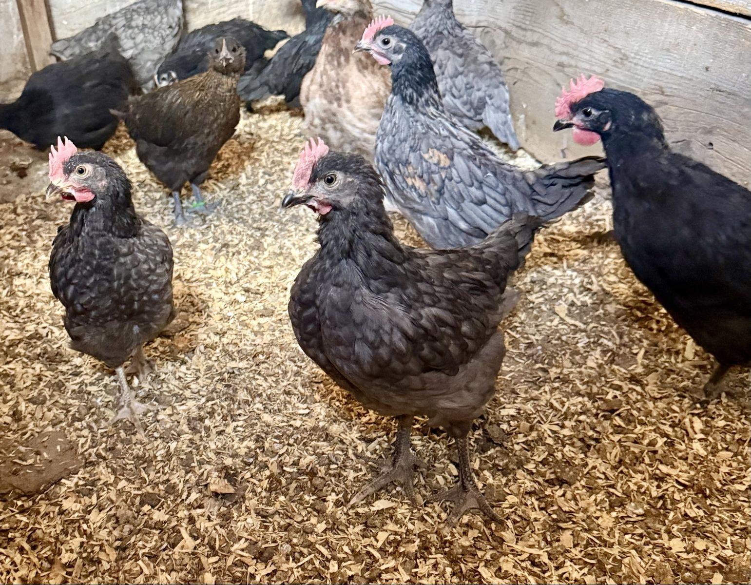 Blue Hue Roosters