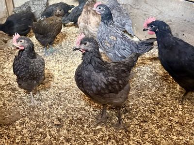 Blue Hue Roosters