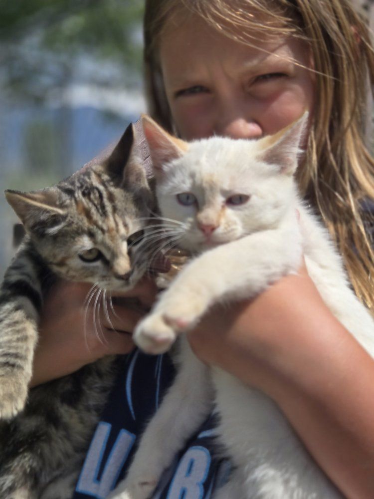 Adorable Farm Kittens Looking For New Homes - Orange Tabby, White Flame Point, and Tabby