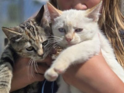 Adorable Farm Kittens Looking For New Homes - Orange Tabby, White Flame Point, and Tabby