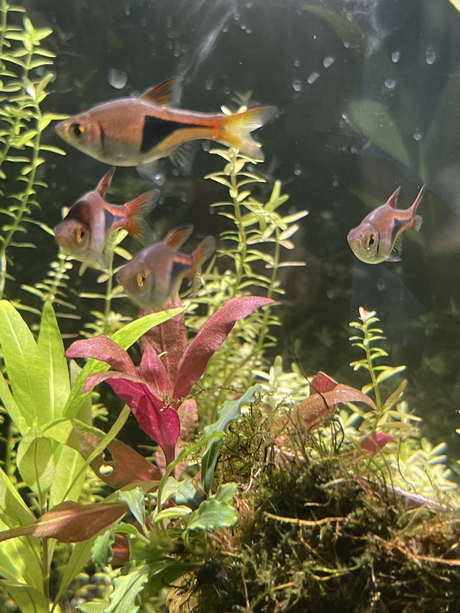 School of 6 Harlequin Rasbora Fish - Live Aquarium Fish for Sale