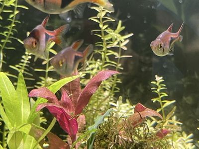 School of 6 Harlequin Rasbora Fish - Live Aquarium Fish for Sale