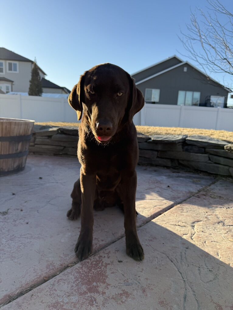 AKC CHOCOALTE LAB