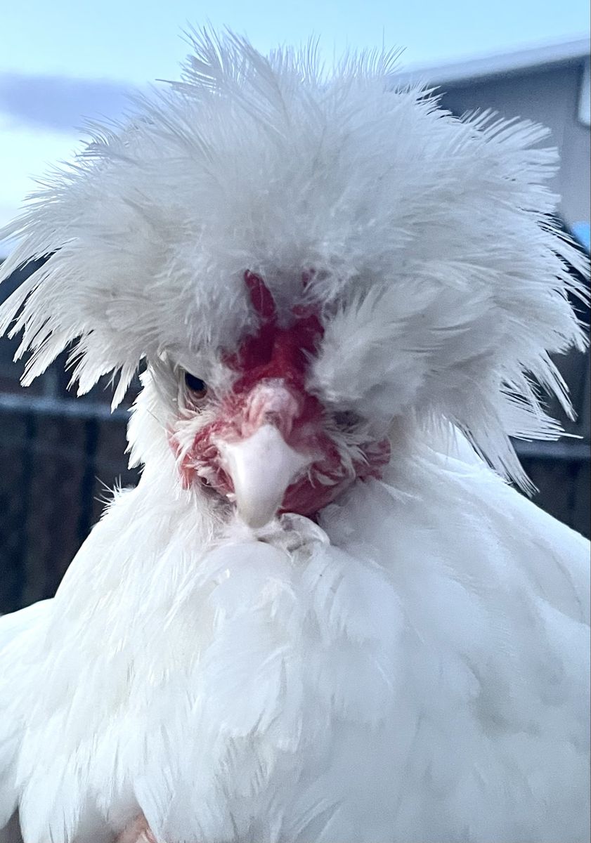 Sultan Hens