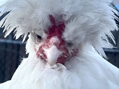 Sultan Hens