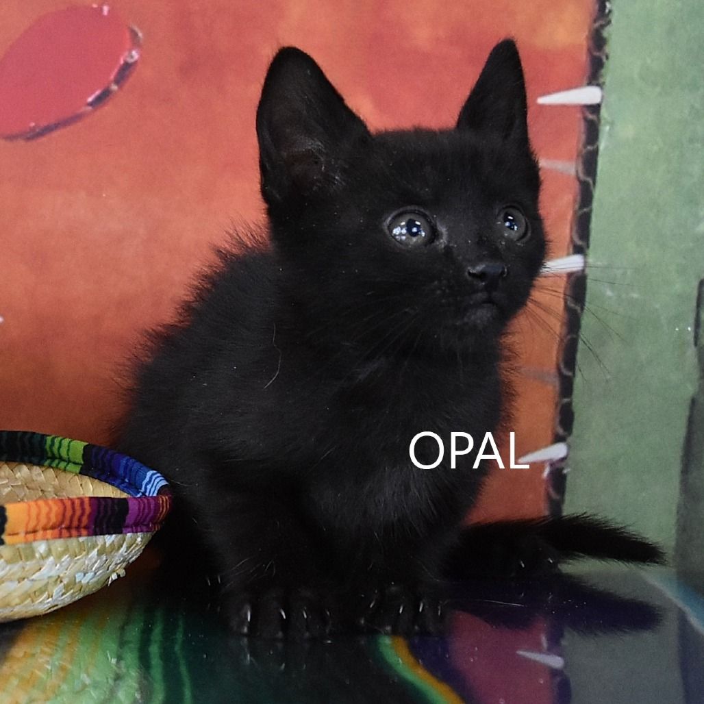 Hello my name is Opal