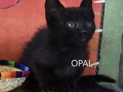 Hello my name is Opal