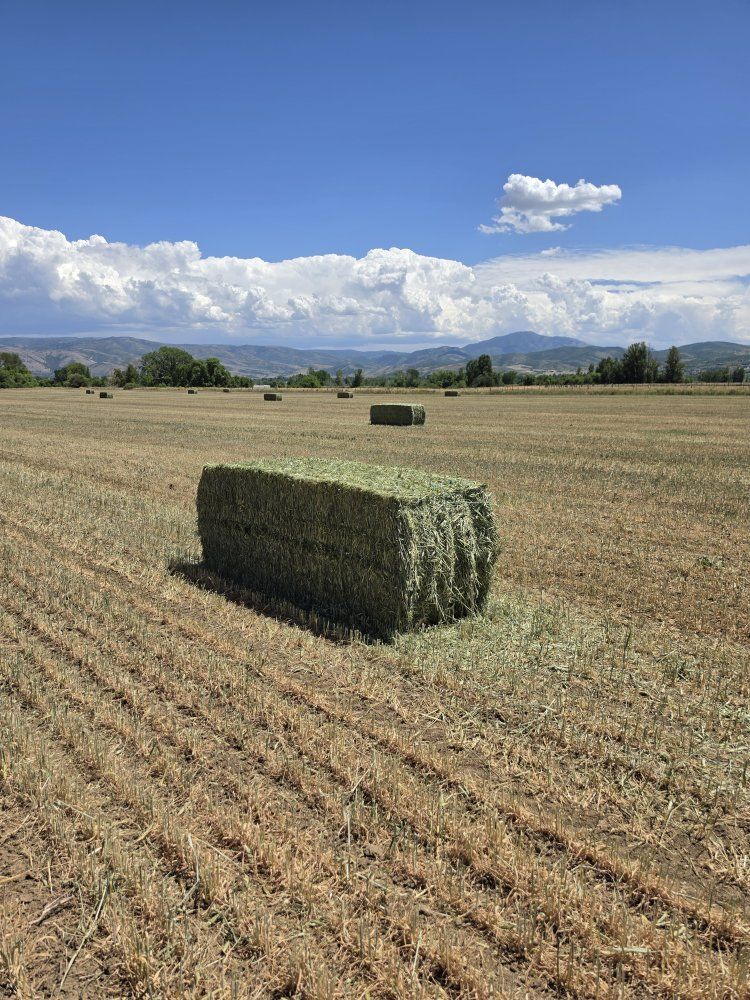 Main image 2