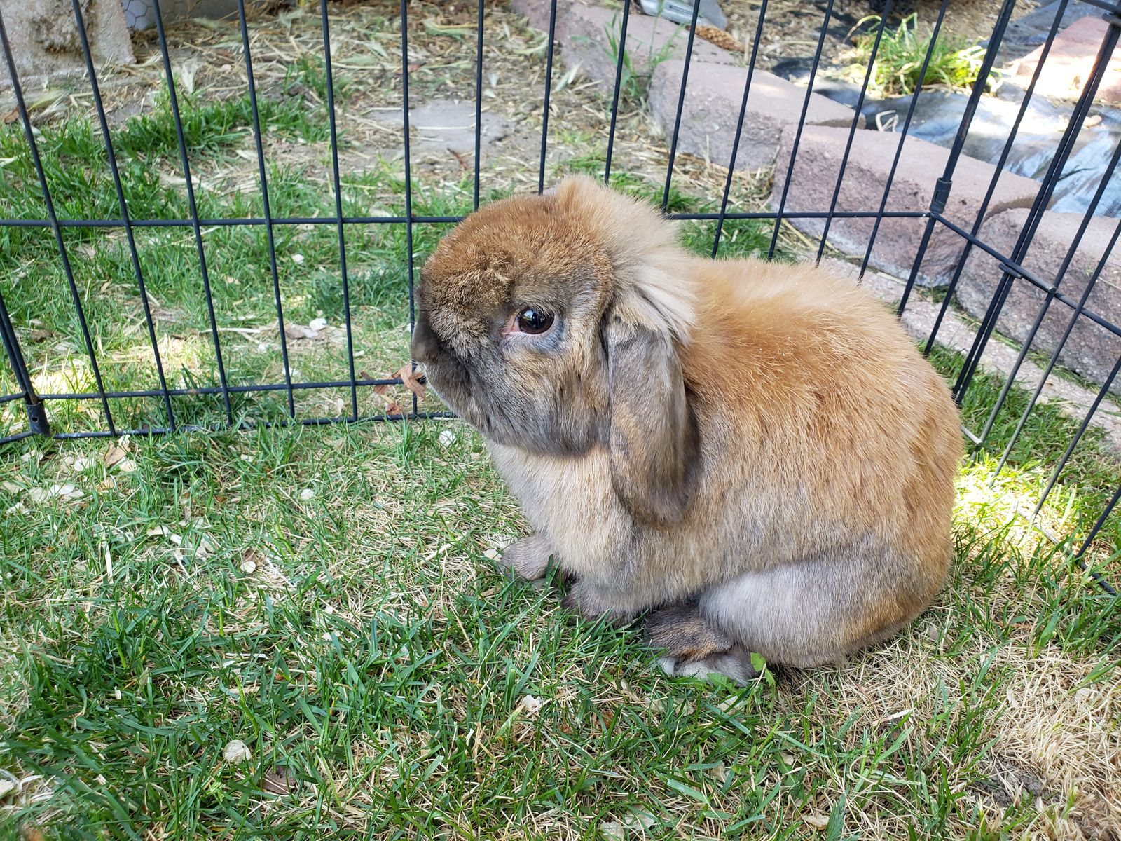 Sweet Holland Lop Buck