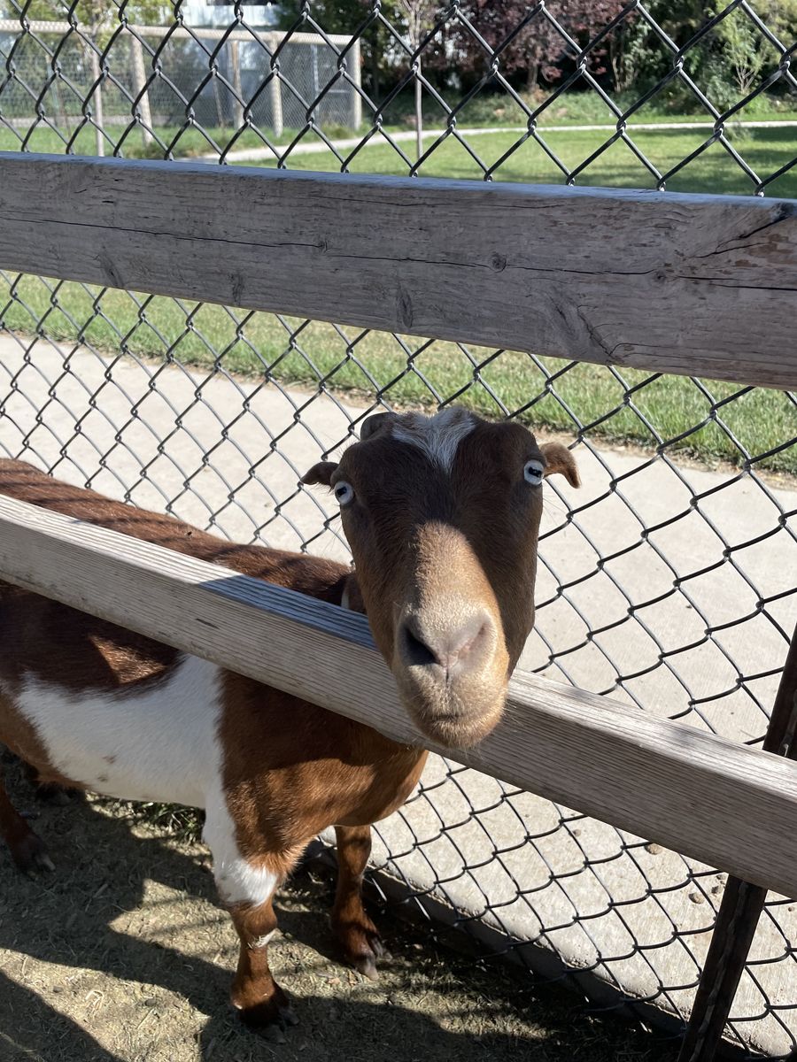 Lamancha milker for sale