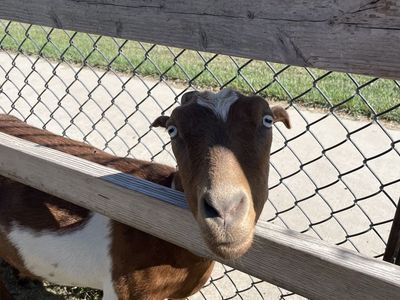 Lamancha milker for sale