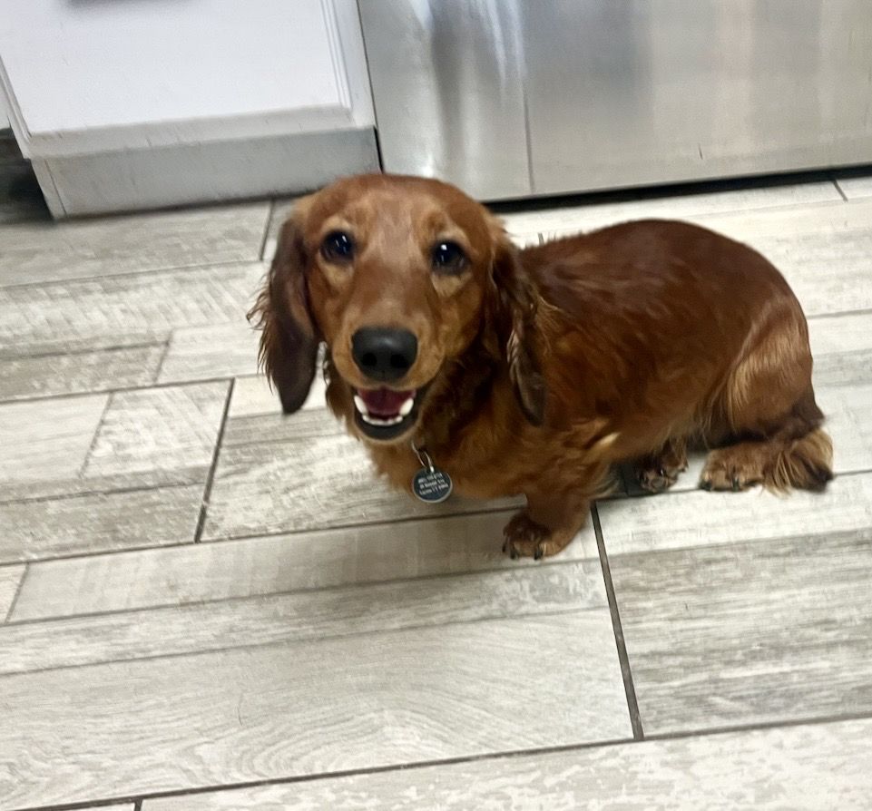 AKC  Mini Dachshund STUD