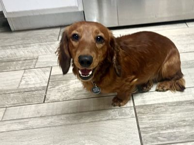 AKC Mini Dachshund STUD