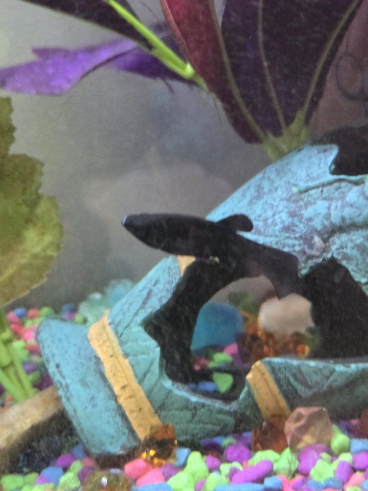 Pet Fish - Black Mollies (2) Live Freshwater Fish