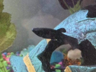 Pet Fish - Black Mollies (2) Live Freshwater Fish