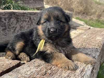 AKC Long Coat German Shepherd Puppies.