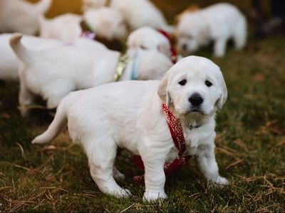 Adorable Golden Retriever Puppies - Ready for Their Forever Homes