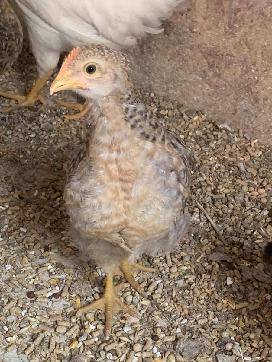 German Bielefelder rooster