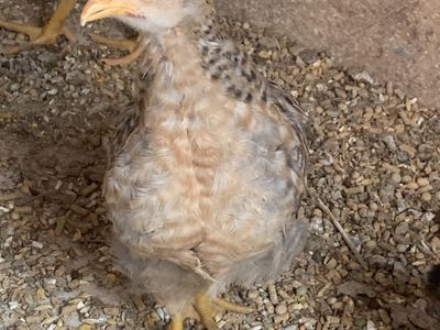German Bielefelder rooster