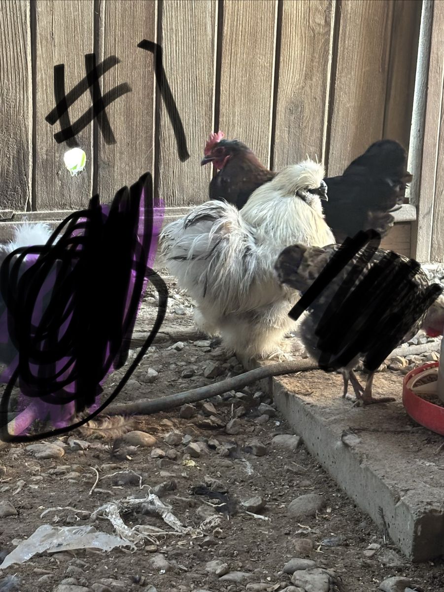 Silkie trio