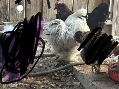 Silkie trio