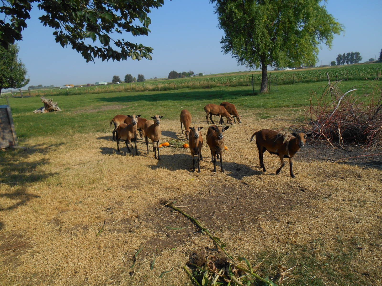 BARBADOES SHEEP 