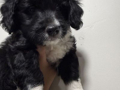 Corgi-Doodle Puppies