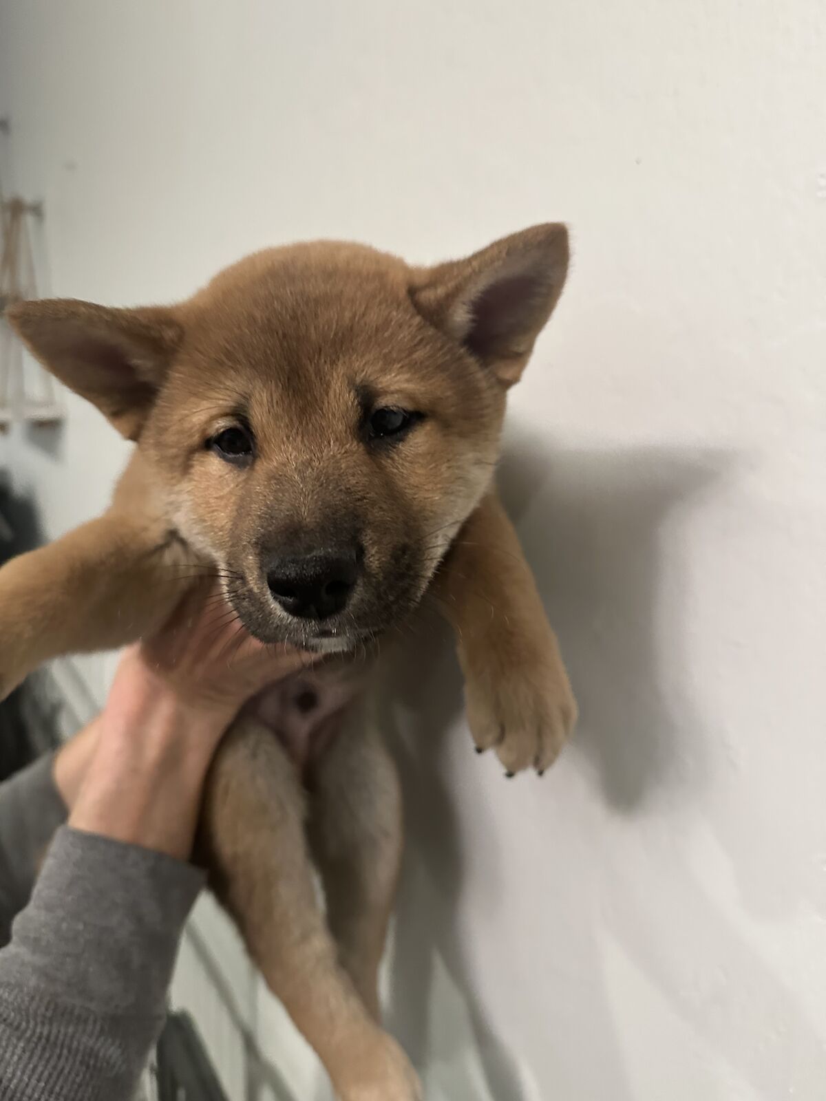 Puppy For Sale. "Shiro", Sesame Color, Male, Shiba Inu
