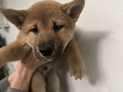 Puppy For Sale. "Shiro", Sesame Color, Male, Shiba Inu