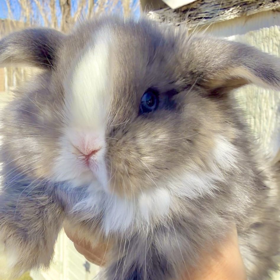 Harbor Bay Hollands Spring Litters Wait List