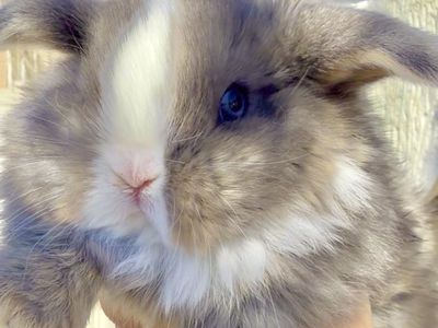 Harbor Bay Hollands Spring Litters Wait List