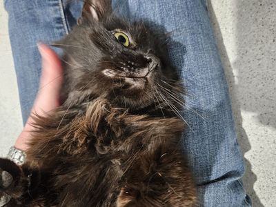 Hello my name is Coal