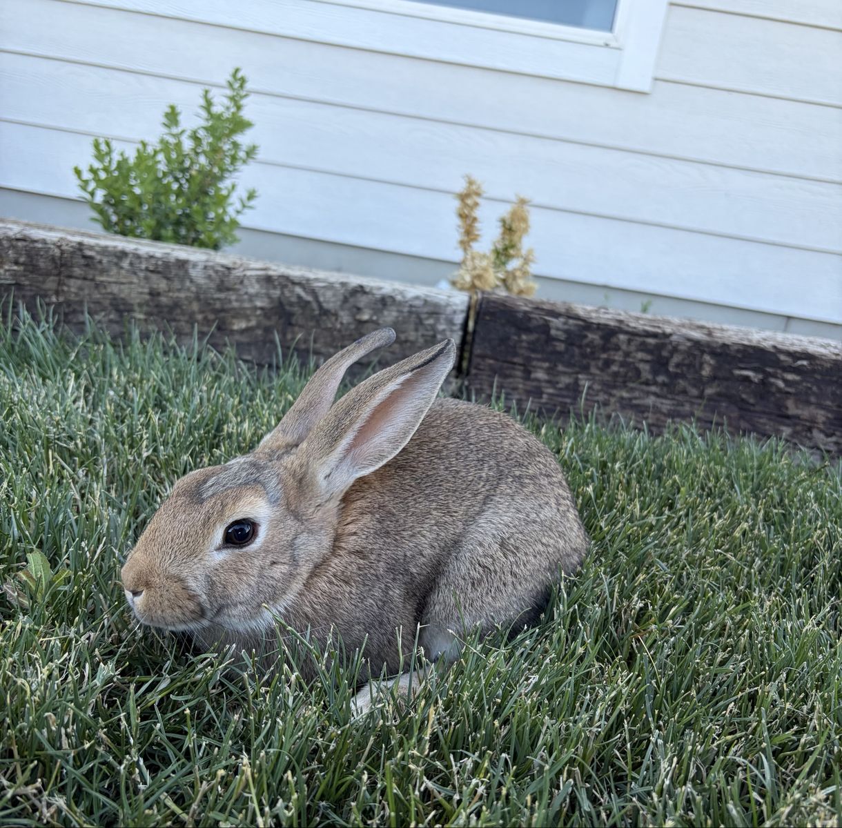 Cute Friendly New Zealand/Rex Cross Rabbits