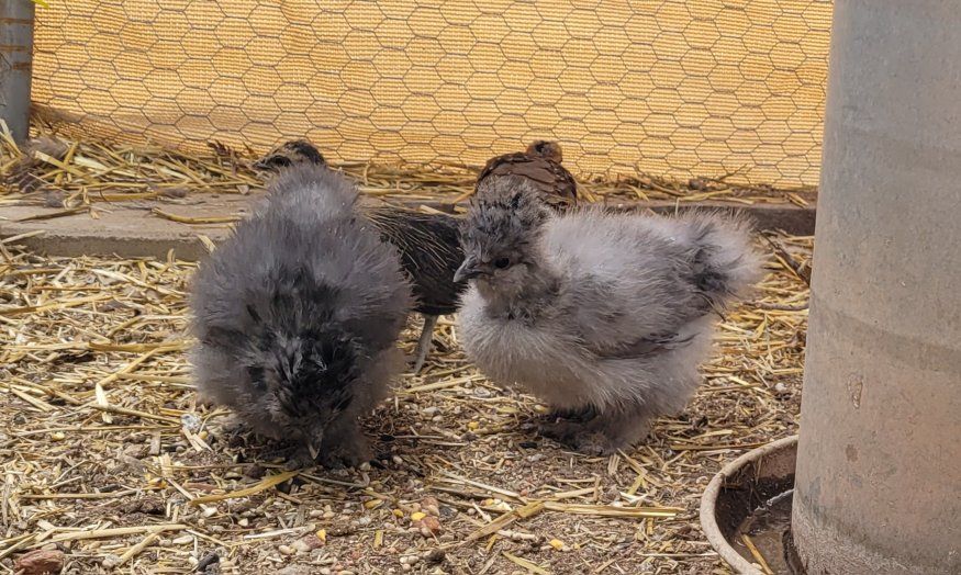 silkies