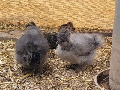silkies