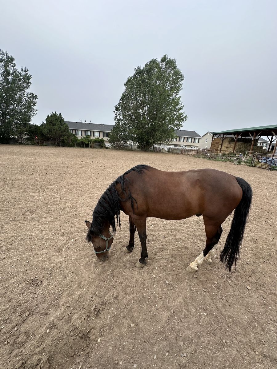 18 year old gelding