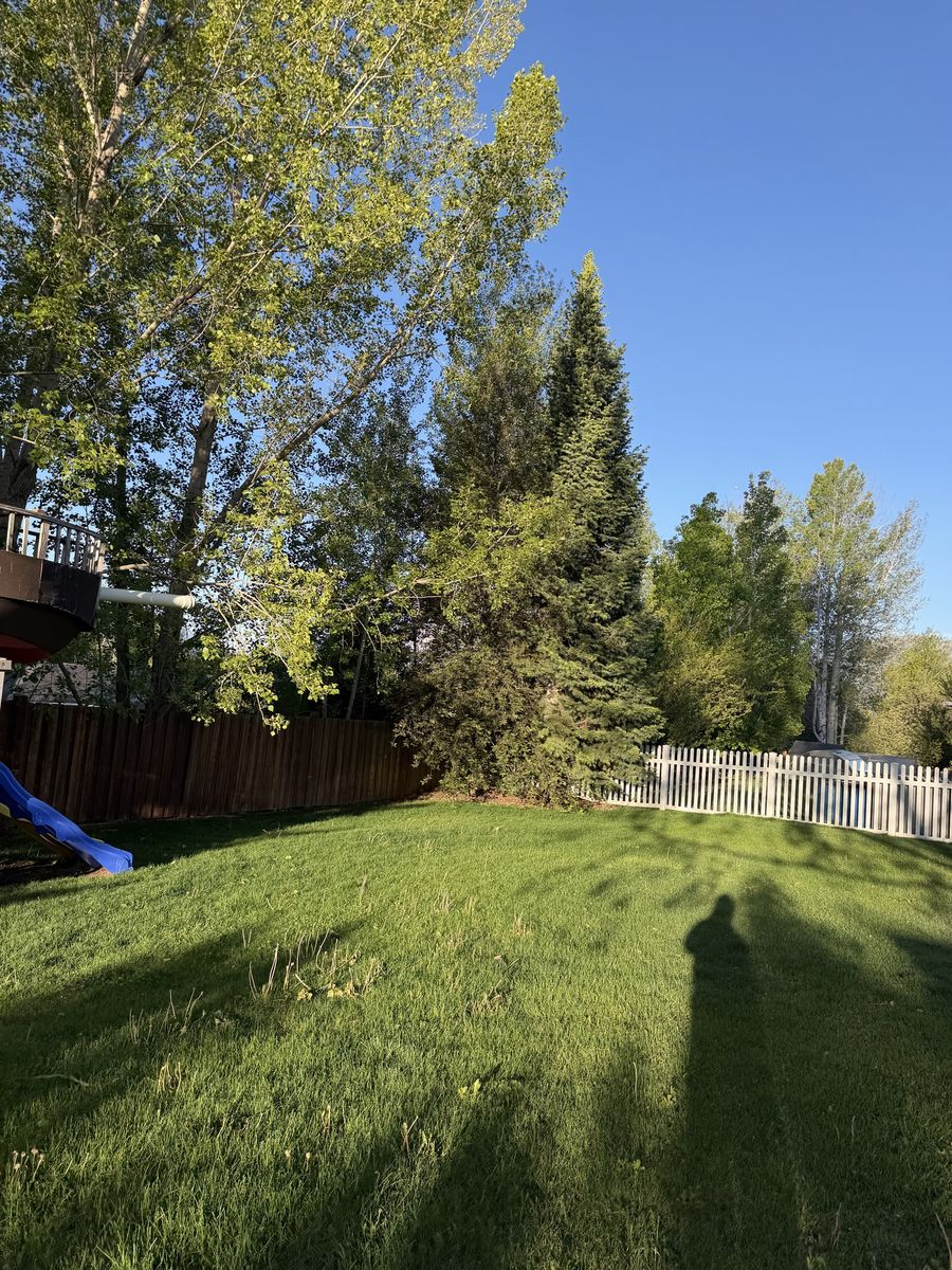 Tree trimming/removal
