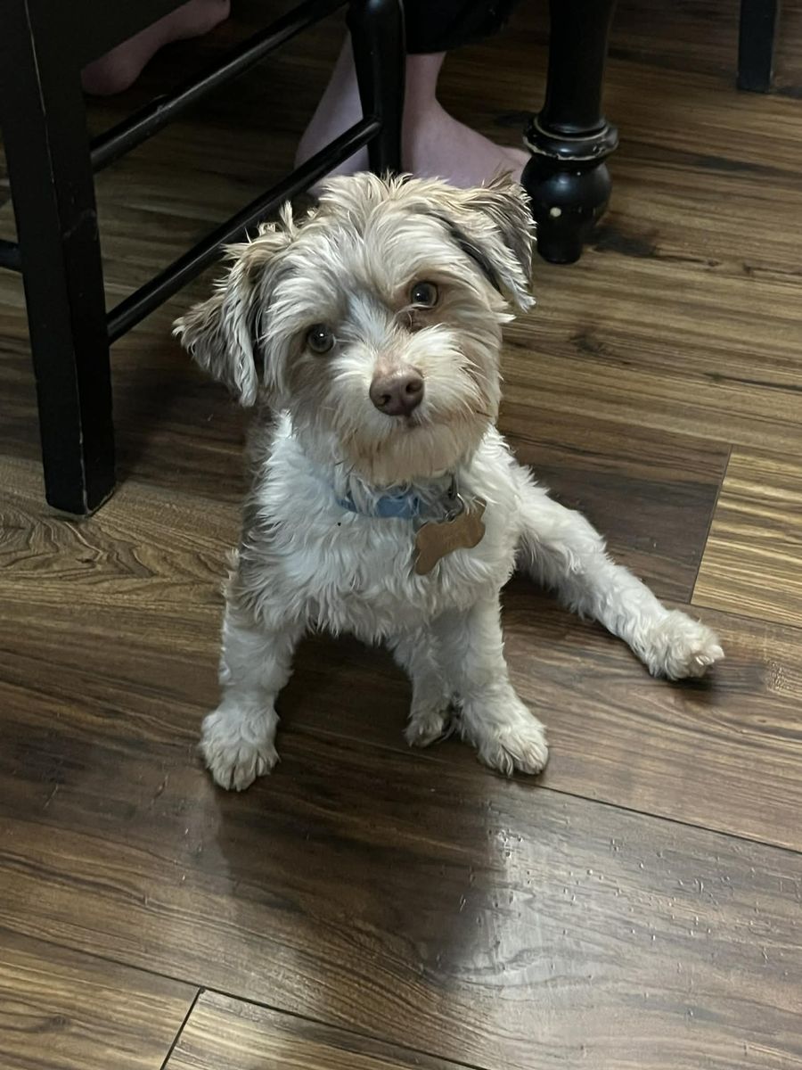 Male AKC Parti Yorki