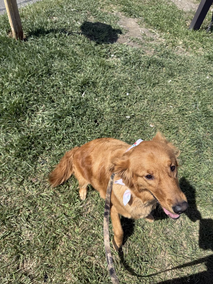 Golden Retriever Dog, 2 years old,